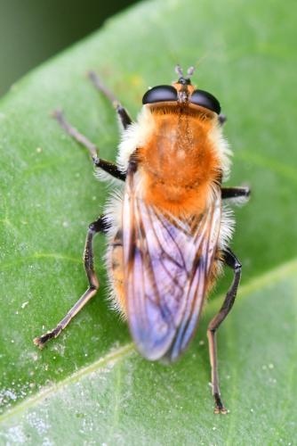 Réf. 301 067 : Criorhina floccosa